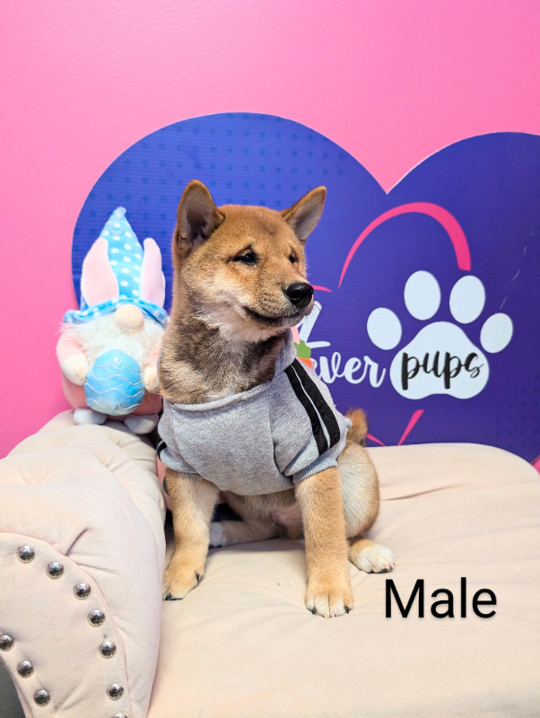 Pure Mini Shiba inu pups mame! pedigree&h. tested parents dans Chiens et chiots à adopter  à Ouest de l’Île - Image 4