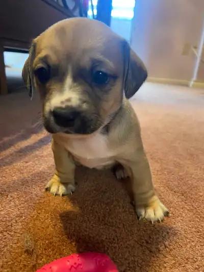 ShitBull x Weiner Puppies, View more