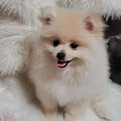 2 Pomeranian puppies, View more