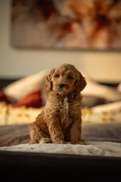 F1B midsize Goldendoodle puppies , View more