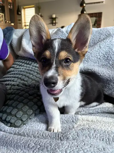Chiot Cow-boy Corgi, View more