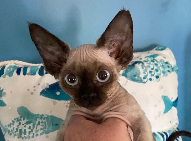 Seal Point Devon Rex Kitten | Cats & Kittens for Rehoming | Victoria