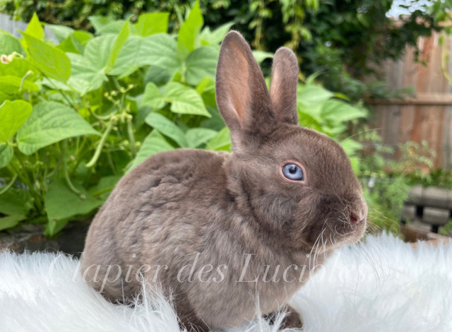 Clapier des Lucioles - Élevage de lapins pure race dans Petits animaux à adopter  à Ville de Québec - Image 4
