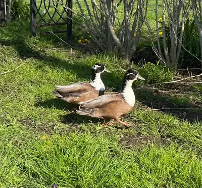 Call duck hatching eggs, View more