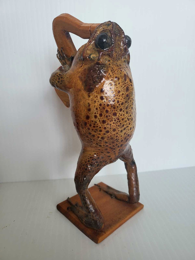 Beautiful taxidermy frog collectibles. in Arts & Collectibles in Markham / York Region - Image 3