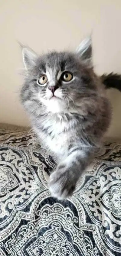 Siberian cross kittens. Just 1 left, View more