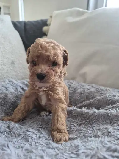 toy poodle puppies (2 left ), View more
