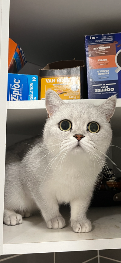 British Shorthair Cat for Rehoming 1yr old, View more