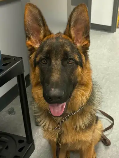 german shepherd in All Categories in Nova Scotia | Kijiji Marketplaces