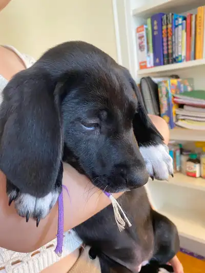 Happiest We have a beautiful litter of Border Collie x Vizsla puppies born on April 2nd – and they’r...
