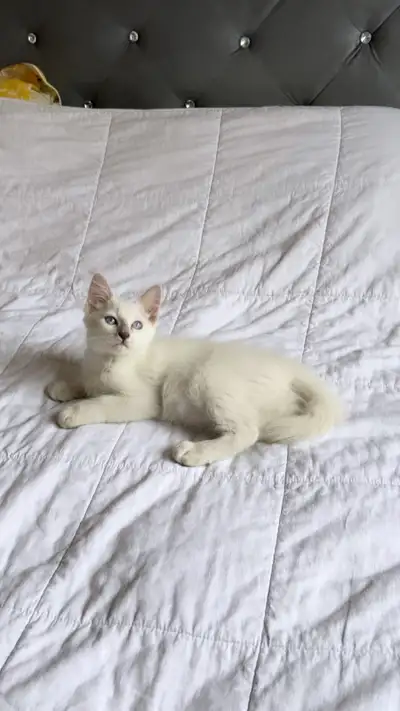 RAGDOLL KITTEN ( 1 LEFT!), View more