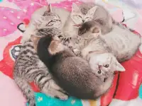 Bengal/scottish straight Kittens !! 
