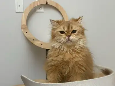 British longhair male cat, View more