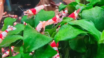 red crystal shrimp crevette , View more