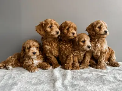 Miniature Cockapoo Puppies, View more