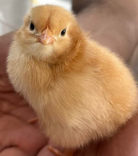 Baby Chicks for Sale Orillia