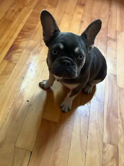 femelle buldog français lilac tan, View more