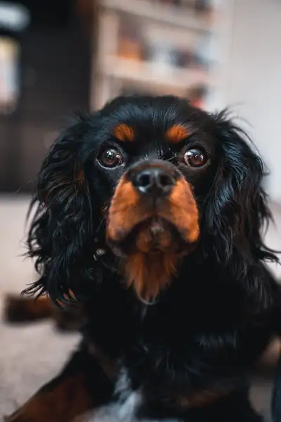 Black & Tan King Charles Cavalier-male, View more
