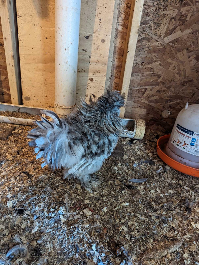 Free Frizzle silkie rooster for sale to a good home in Animal & Pet Services in North Bay - Image 2