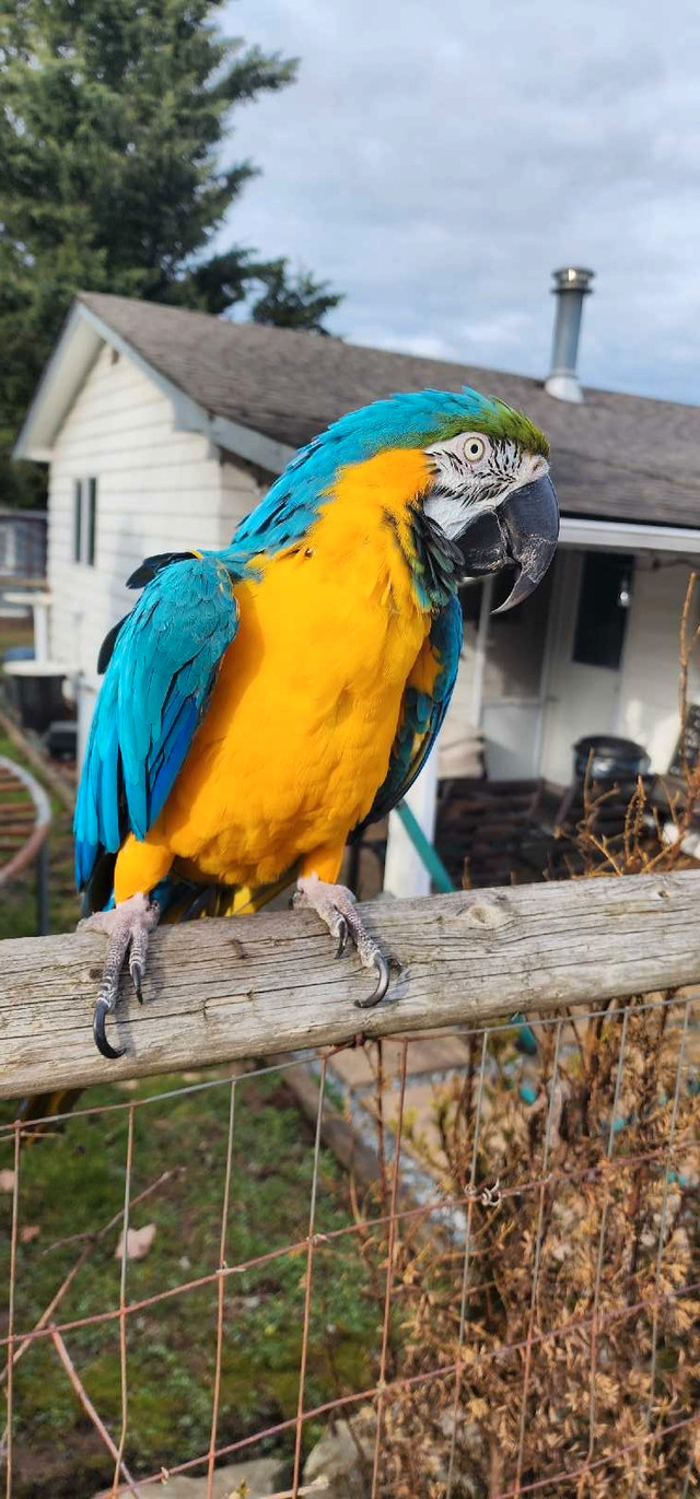 Blue and gold Mccaw in Birds for Rehoming in Abbotsford - Image 2