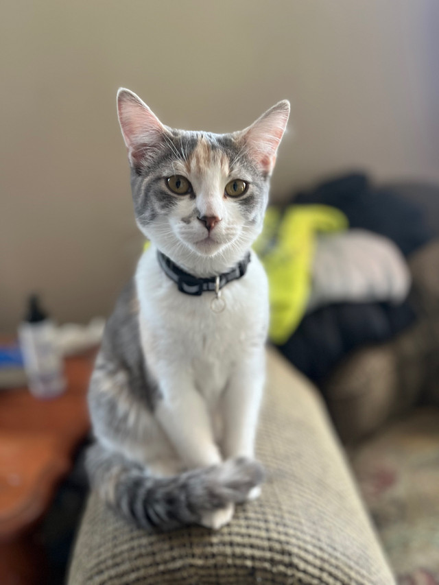 Beautiful Dilute Calico  in Cats & Kittens for Rehoming in Winnipeg