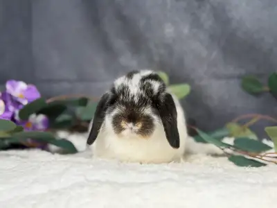Young neutered holland lops, View more