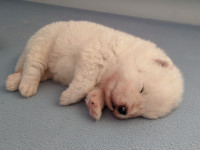 CKC Registered Samoyed Puppies - coming soon!
