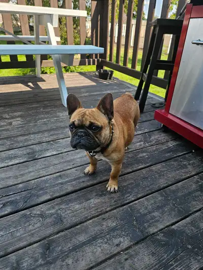 Frenchies, View more