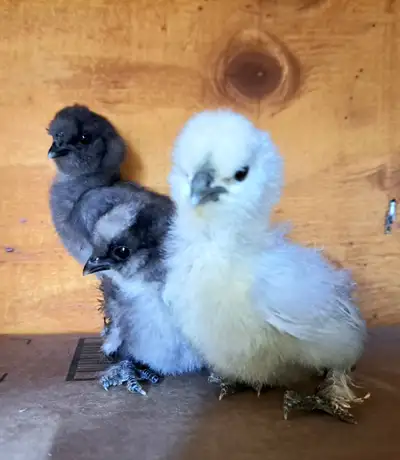 Silkie chicks, hatched July 11th. Only 3 left $10 each.