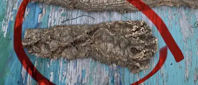 Écorce d’arbre 25 pouces de long par 9 et 5 pouces de largeur, View more