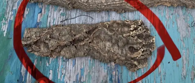 Écorce d’arbre 25 pouces de long par 9 et 5 pouces de largeur in Puerto Rico in Canada - Image 2