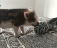Mini Pigs 