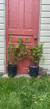 Group of 2 Blackcurrant Plants 