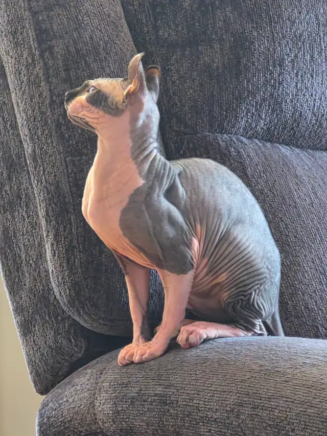 Chat Sphynx Elf