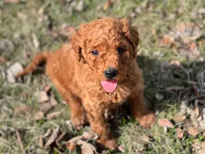 Beautiful F1B Goldendoodle Puppies - Red and Apricot, View more