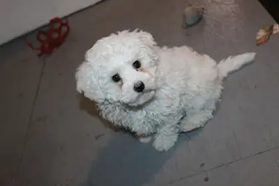 SWEET POODLE X MALE PUPPY, View more