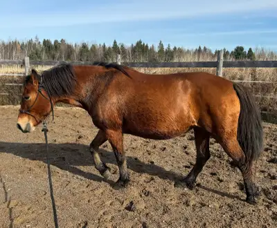 Pony for sale, View more