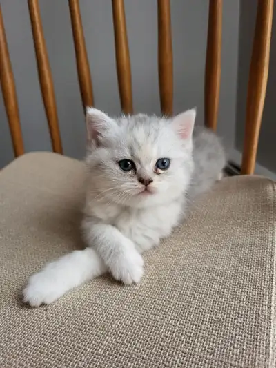 Purebred Silver British Shorthair Kittens – ONLY 2 kittens left!, View more