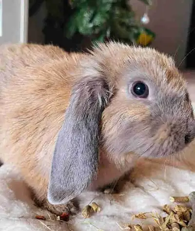 ❤️ Holland Lop Bunny, View more