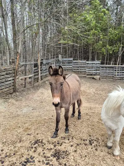 Mule for Sale, View more