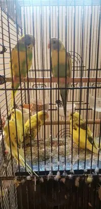 2 budgies and large cage sold $50
