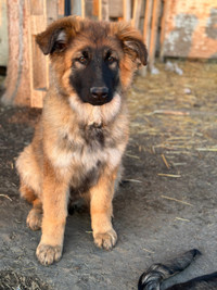 CKC Registered PUREBRED German shepherd puppies 