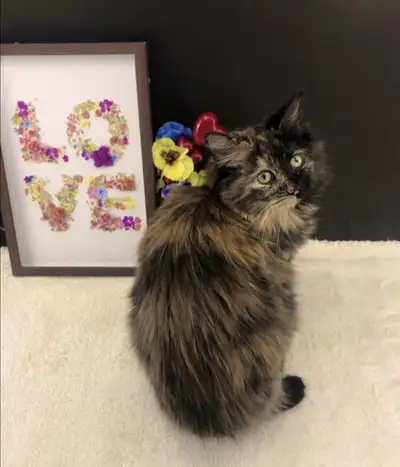 Happy Maine Coon Kitten, View more