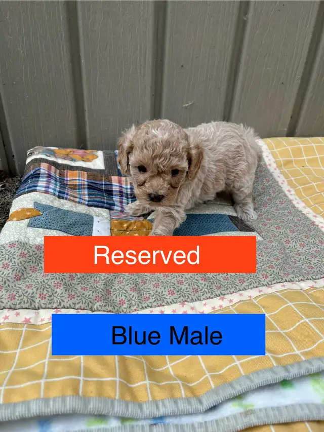 Cute Cavapoo Puppies in Dogs & Puppies for Rehoming in Edmonton - Image 4