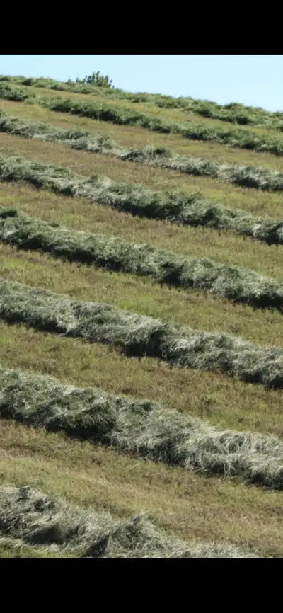 hay bales  small squares, View more