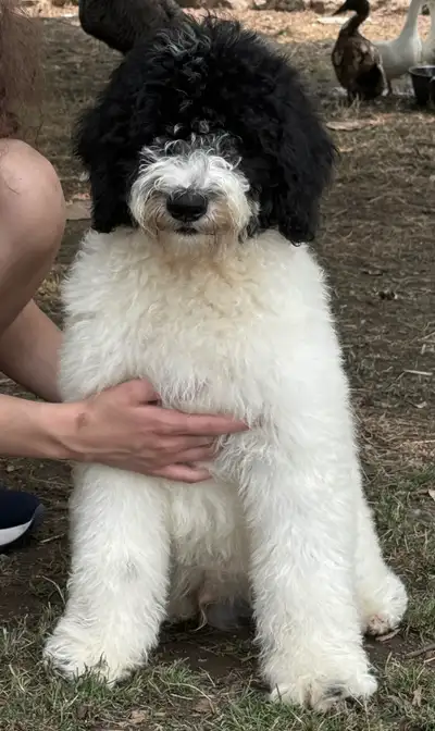 Mini Bernedoodle puppy ~ Toy Yaussiepoo puppy, View more