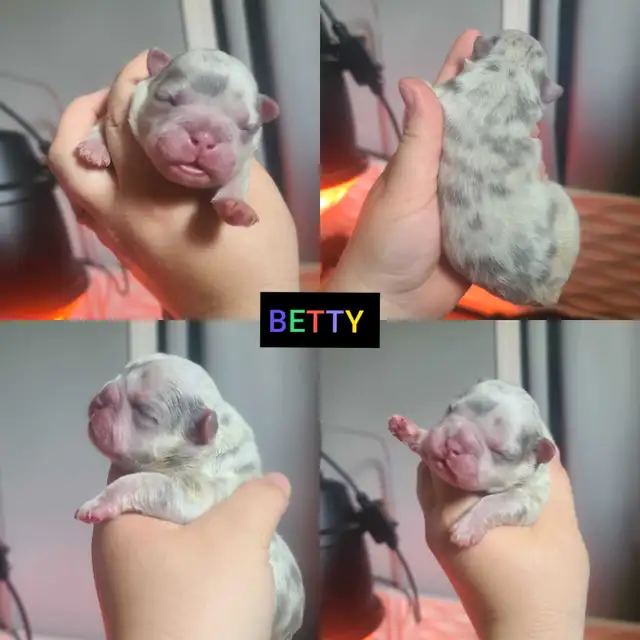 2 Fluffy French Bulldog Puppies in Dogs & Puppies for Rehoming in Winnipeg - Image 2