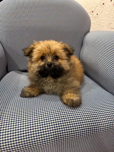Puppies Pomeranian dog