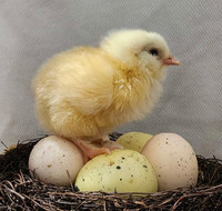 Chicks Pullets 