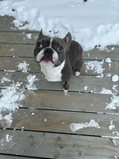 1 year old male frenchton, View more